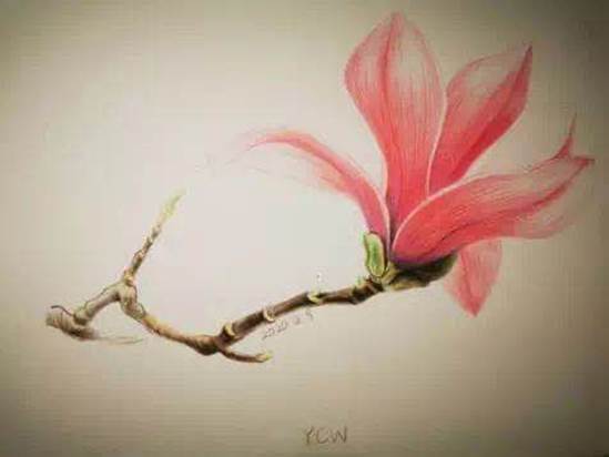 “樱花烂漫时，春日里重逢”——永利娱高ylg060net2019级本科生举行“抗疫”主题团日活动